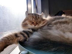 -猫儿山۰猫主题餐厅