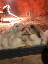 -酷嗒动物文化乐园(cutezoo西溪乐天城店)