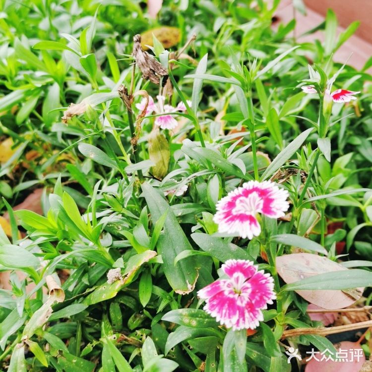 气温升高了，路边的小野花都开了，春天终于来了