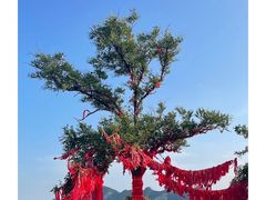 -鲁山国家森林公园