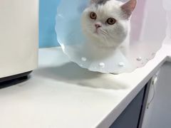 -皮特动物医院(24小时店)