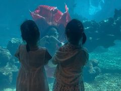 -海棠湾洲际-涛·海底餐厅·美人鱼·自助餐·海底隧道