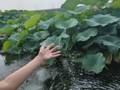 -荷塘月色湿地公园·向阳花洲