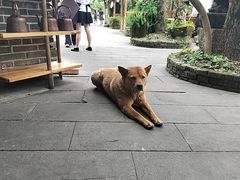 -青城甲(青城山店)