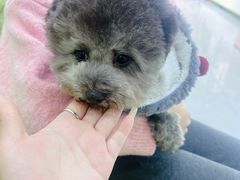 -唐小姐の猫狗洗护·购宠旗舰店(周浦万达店)