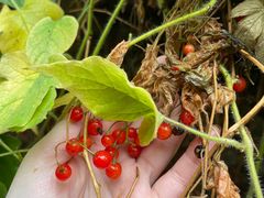 -北京鹫峰国家森林公园