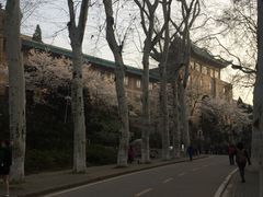 -武汉大学-樱园