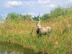 -溱湖国家湿地公园