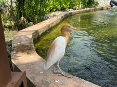 -吉隆坡雀鸟公园