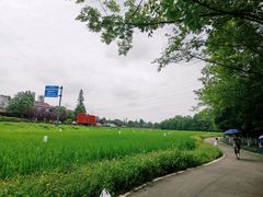 -桤木河湿地公园