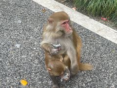-姑婆山旅游区