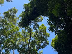 -深圳仙湖植物园