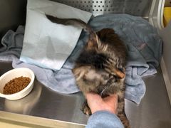 -艾贝尔宠物医院·24H转诊中心·肿瘤猫专科(江宁双龙店)