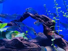 -上海海洋水族馆