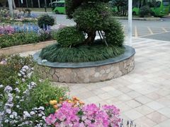 -深圳仙湖植物园
