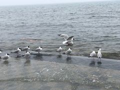 -青海湖国家重点风景名胜区