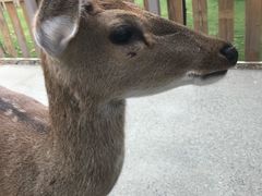 -鹿境梅花鹿生态园区