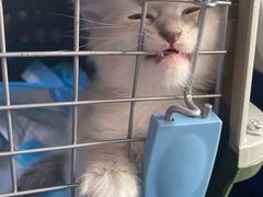 -宠福鑫康馨动物医院·骨科·眼科