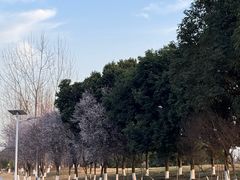 -两河城市森林公园