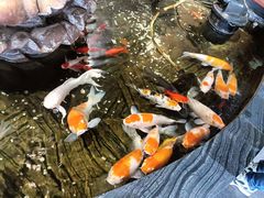 -裕丰源滋补烩面(天赋路店)