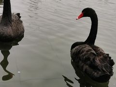 -行者书屋大堂吧 ·下午茶(南京圣和府邸酒店)