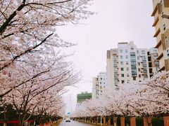 -高东镇樱花园