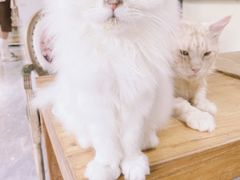 -猫小院猫主题餐厅(南锣旗舰店)