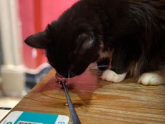 -猫色咖啡·猫咖