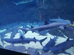 -烟台海昌鲸鲨海洋公园