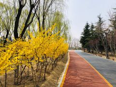 -大兴滨河森林公园