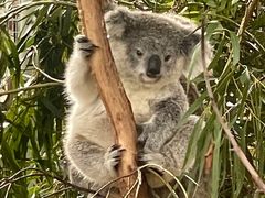 -费瑟代尔野生动物园