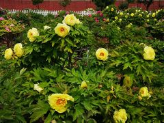 -曹州百花园