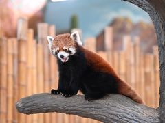 -石家庄市动物园