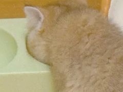 -欣宠猫屋·矮脚拿破仑·蓝金金渐层