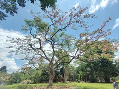 -中国科学院西双版纳热带植物园