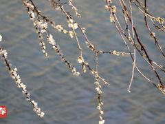 -桃花堤公园