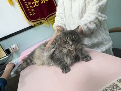 -嘉馨宠物医院·CT影像转诊·心脏科·犬猫全科诊疗中心(下沙大学城院区)