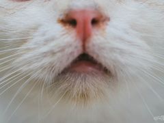 -飞行喵MR PILOT|猫舍·猫咖(静安大融城店)