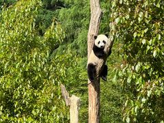 -卧龙中华大熊猫苑神树坪基地