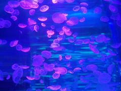 -海合安成都极地海洋公园