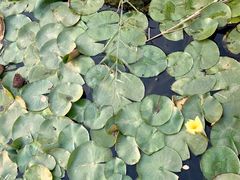 -天津东丽湖风景区