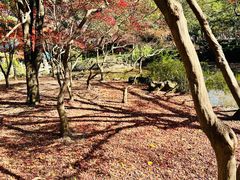 -秋霞圃