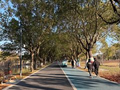 -昆山城市生态森林公园