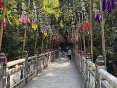 -西双版纳原始森林公园