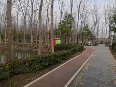 -合肥滨湖国家森林公园