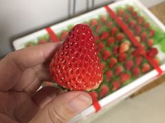 -红星农博物流中心