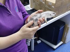 -北京观赏动物医院·24小时大型综合·猫专科·异宠专科