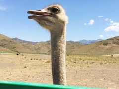 -新疆天山野生动物园