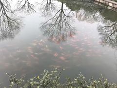 -西湖外事游船(花港观鱼码头)