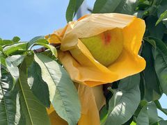 -老袁家蜜桃农场·阳山水蜜桃